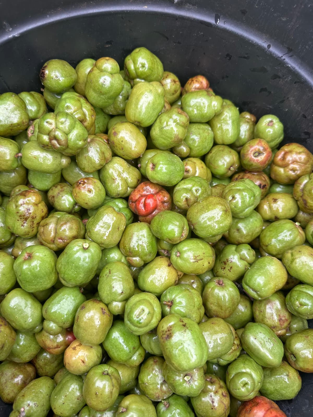 Ciruela Chichuda