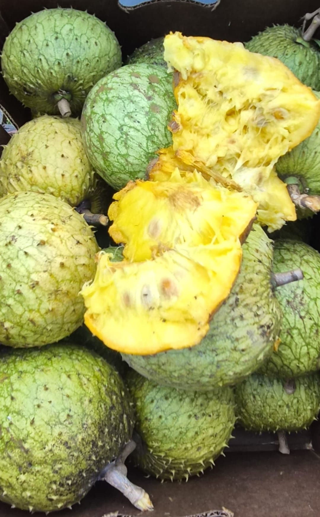 Guanabana de Montaña