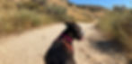 dog hiking service beverly hills ca_edited.jpg