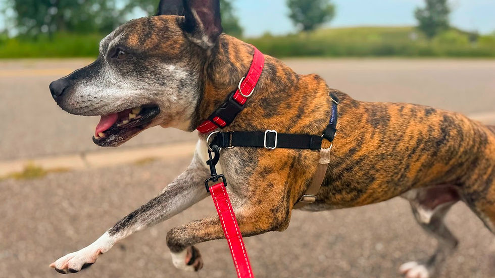 Albert walks with AllCompanion to offer enrichment and help him practice cues once each week.