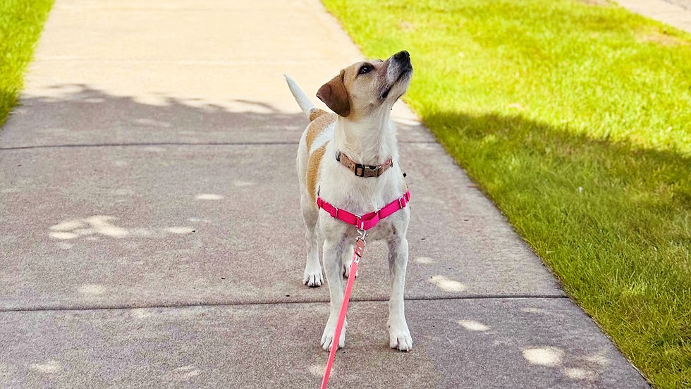Lucy strolls for 30 minutes multiple days each week to make sure she has a midday potty break.