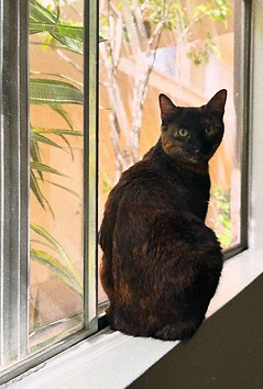 free cat sitter santa monica ca_edited.jpg