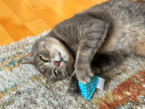 cat plays with toy