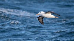 Schwarzbrauenalbatros