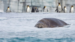 Königspinuin mit See-Elefant