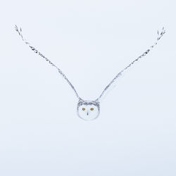 Schneeeule