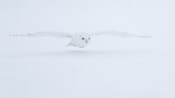 Schneeeule
