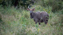 Nyala