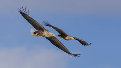 Seeadler