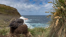 Schwarzbrauenalbatros