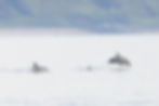 dolphins from Cubbie Roo