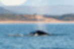 Humpback Whale 5