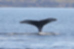 hump back whale 1