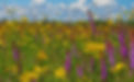 chiwaukee flowers.jpeg