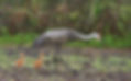 chiwaukee sandhill cranes.jpeg