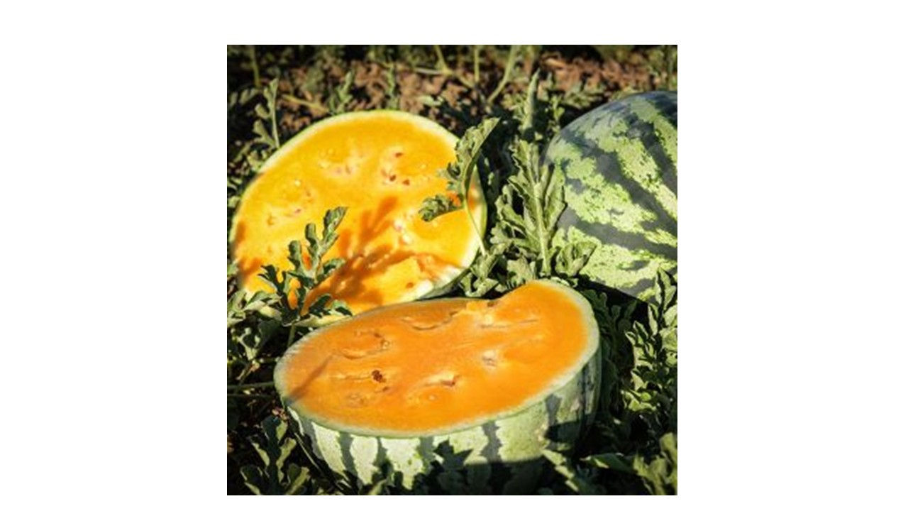 Watermelon - Leelanau Sweetglo