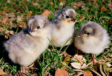LAV_ORP_CHICKS_edited_edited.png
