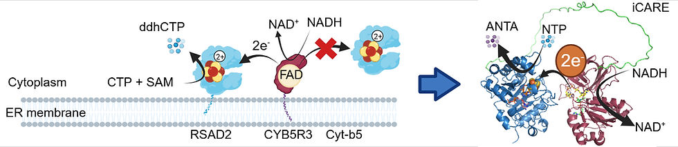Mengdi's article published in Angewandte Chemie