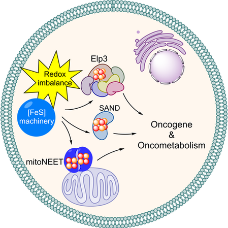 PhD student Thao Nghi Hoang's Review Article Published in Current Opinion in Chemical Biology