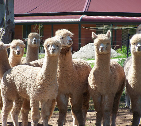 Wethers.jpg