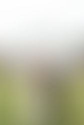 Wedding Day Assistant