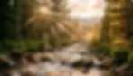 Mountain stream with golden hour light and pine trees representing things to do in Fairplay Colorado