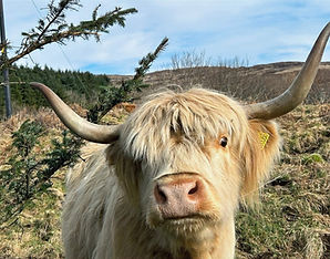 The local Coos