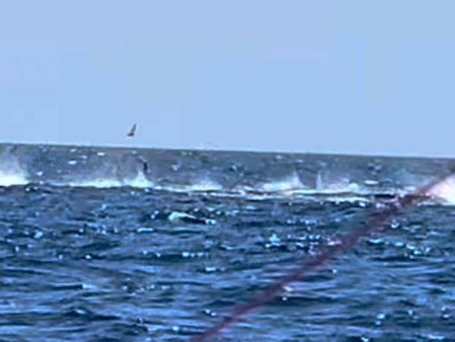 Only Lost Tuna. 1999: A Year of Mounting Concern and a Trip Around Zimbabwe with My Daughters.