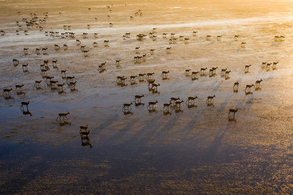 Black Letchwe on the Bangweulu floodplains- A species endemic to the flood plains of Zambia. - Picture Patrick Bentley