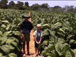 Han's first tobacco crop in Zambia