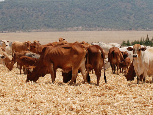 Good News, Operation Hurricane and First Impressions