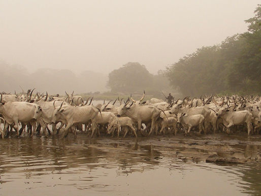 PET Scan, IT Headaches, Preparation for Marriage and Farewell to Benin