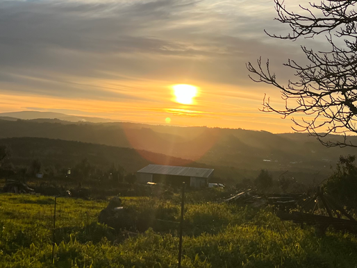 A Musical Evening. No Restitution Wanted by Me. Transparent Southern Africa Commercial Framers Alliance(SACFA)