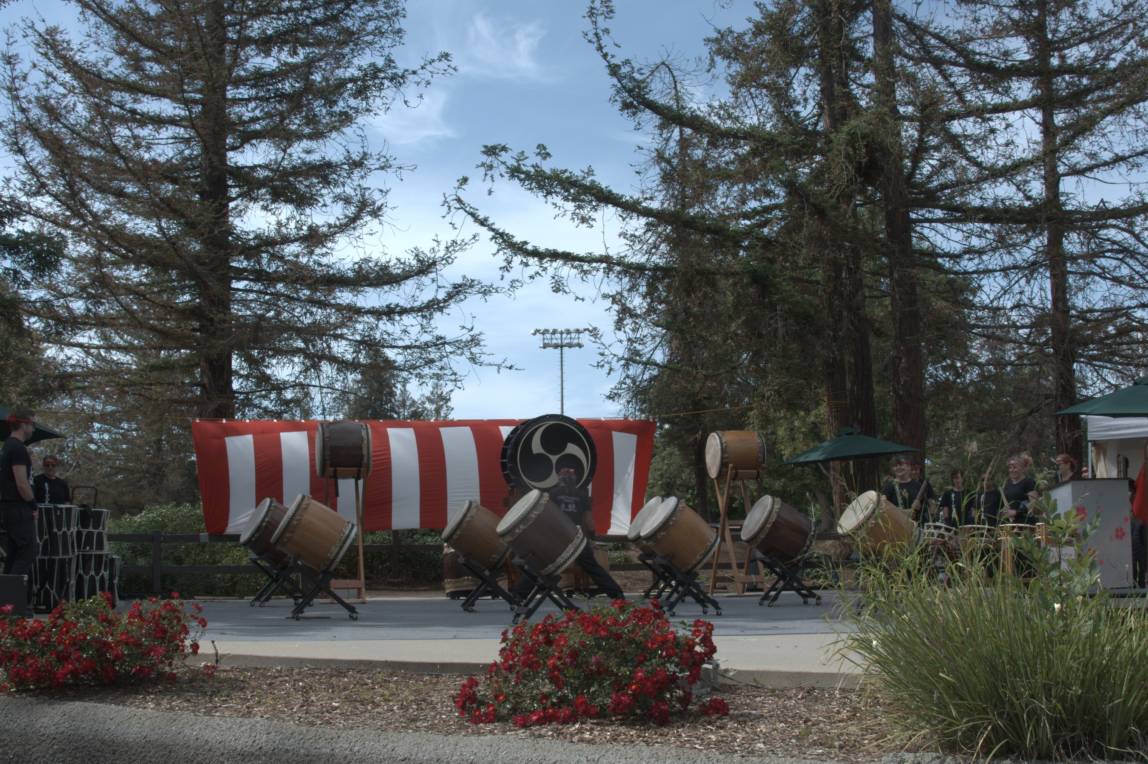 Cupertino Cherry Blossom Festival