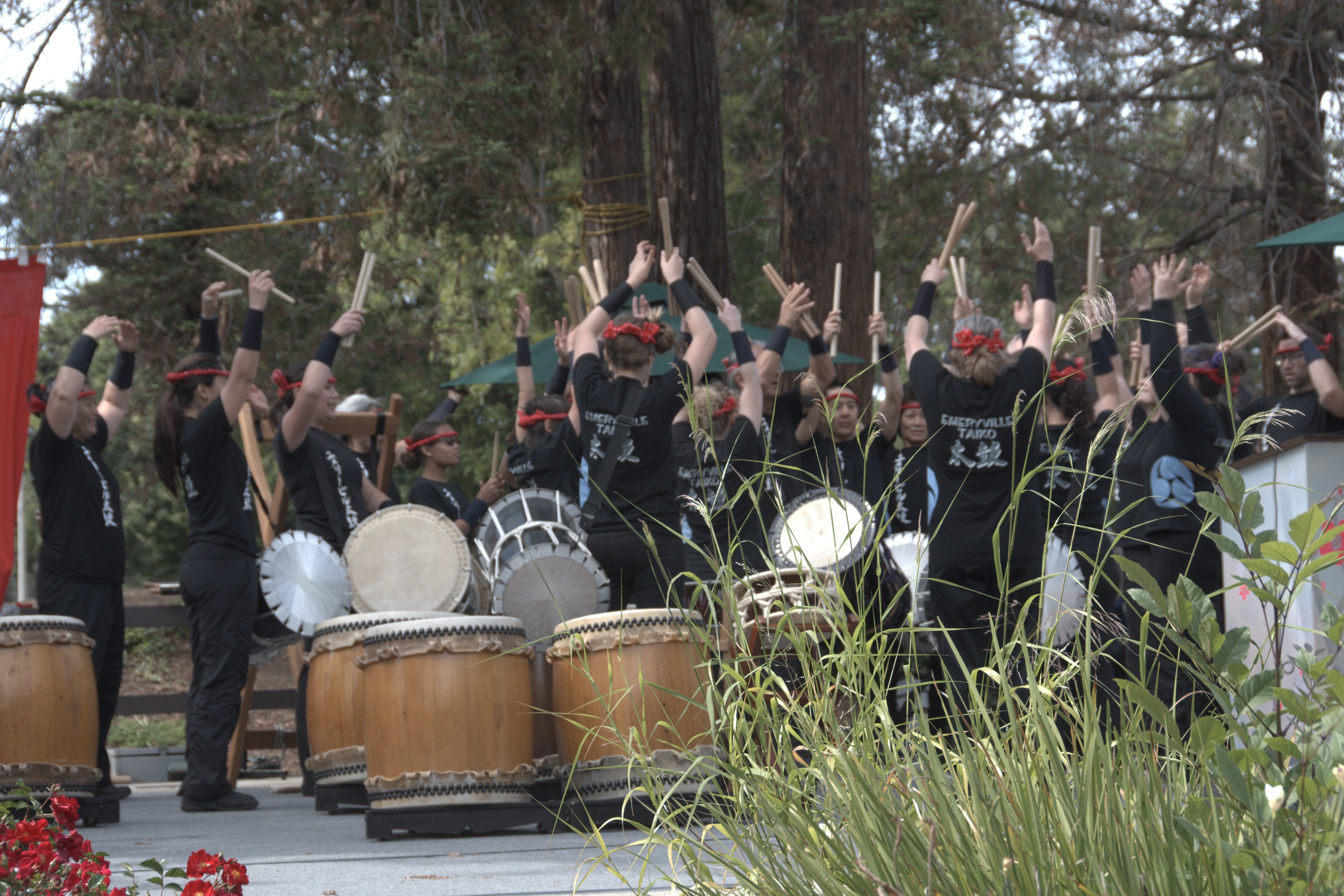 Cupertino Cherry Blossom Festival