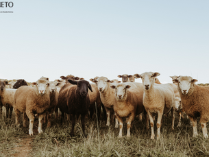 Gado Guzerá em pasto seco no semiárido com suplementação mineral Vetfós