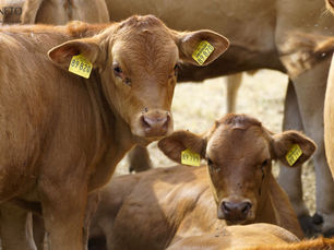 Principais doenças reprodutivas em bovinos de corte e formas de prevenção no manejo pecuário.