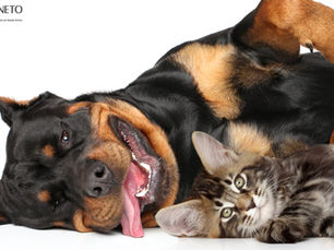Produtos essenciais para cães e gatos: prevenção, higiene e tratamento