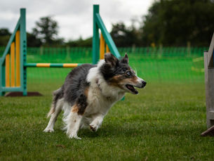 5 fun ways to exercise your dog indoors