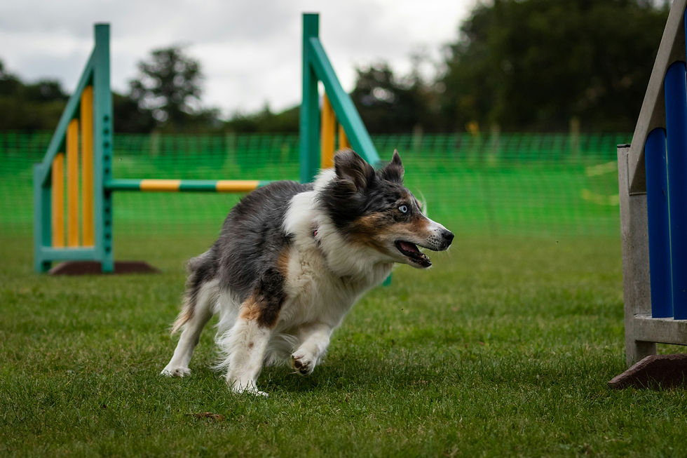 5 fun ways to exercise your dog indoors