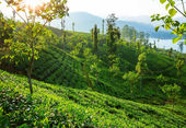 Le Darjeeling, "Champagne des Thés"