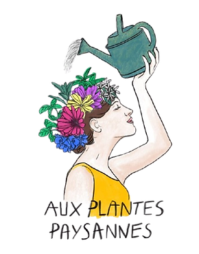 Plantes médicinales locales