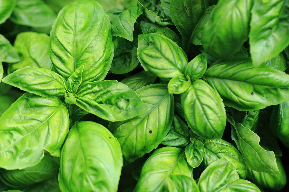 basilic cultivé main haute savoie