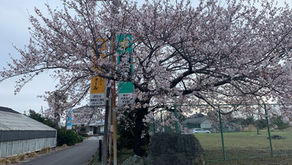 桜が満開