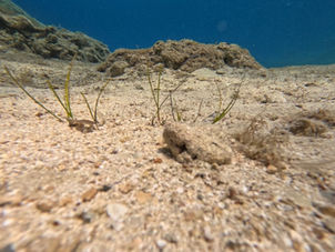 Cymodocea nodosa in der Green Bay auf Zypern