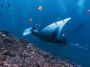 Unterwasseraufnahme eines großen Manta-Rochens, der knapp über einem dunklen Korallenriff schwimmt. Um ihn herum sind viele kleine, bunte Rifffische und im Hintergrund Taucher in blauem Wasser zu erkennen.