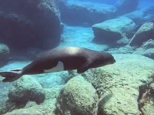 A seal during a PADI Divemaster course in Cyprus.