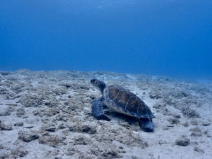 Diving with sea turtles in Cyprus