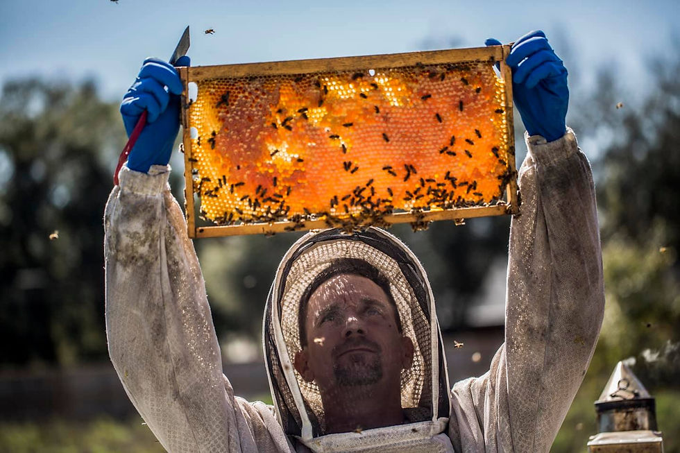 honey 8.1.jpg
