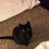 Thumbnail: Black Cat Fur